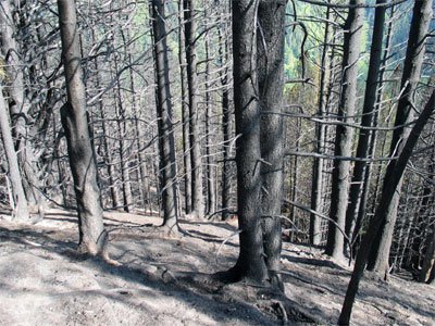 Waldbrand in Pfunds